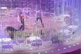 俄罗斯一马戏团几只狮子在表演时打架 吓跑观众图片