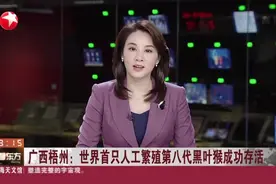 广西梧州：世界首只人工繁殖第八代黑叶猴成功存活视频封面