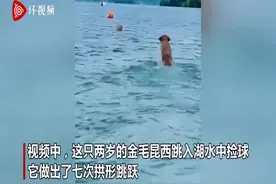 美国一金毛犬跳水中捡球 被拍到像海豚一样拱形跳跃图片