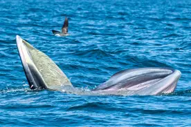 象出没、猴出没……这回轮到鲸出没图片