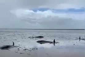 不是海豚是鲸鱼！12条“大鱼”搁浅浙江台州，直击紧急救援图片