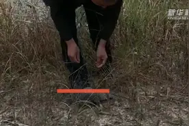 广东东莞发现中华穿山甲繁殖种群视频封面