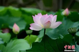 今日小暑｜时光无涯，愿你安然度夏图片