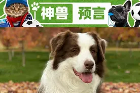 欧洲杯神兽预言D22：谁能和意大利会师决赛？元老预言家有话说图片