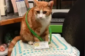 就业成功！猫咪在火车站任首席捕鼠员 还有专属工作证图片