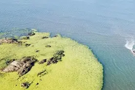 侵袭青岛海域的浒苔能吃吗？专家：能吃，但口感差视频封面