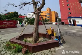 留下很多亳州人青春回忆的这棵老树枯了图片