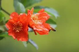 五月榴花照眼明图片