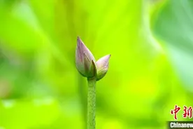 花开并蒂 山东济南大明湖并蒂莲含苞待放图片