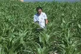 甘肃张掖发现2亿年前远古生物图片