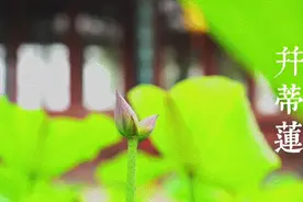 快去看！济南大明湖发现罕见并蒂莲！还没开花…图片