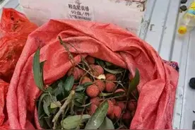 违法！男子深夜无证驾驶驱车千里，只为给妻子送荔枝解馋图片