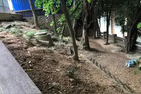【我为群众办实事】朝阳街道织“绿网” 朝阳溪岸披“绿衣”图片