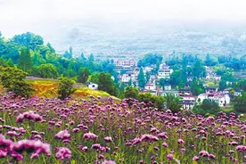 天台南屏：走好山区共同富裕的生态路图片