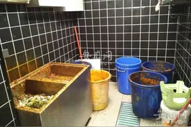 湖南台主持人合肥开火锅店被责令停业：苍蝇乱飞，无经营许可图片