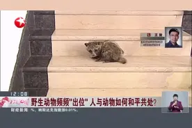 野生动物频频“出位”  人与动物如何和平共处？  貉是国家二级保护动物  不可捕杀视频封面