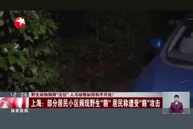 野生动物频频“出位”  人与动物如何和平共处？视频封面
