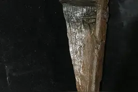 余姚井头山遗址出土两件木器，世界用漆史延伸至约8300年前图片