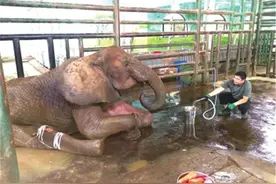大象“非非”已无法自主进食，每天输液4万毫升维持营养，随时有生命危险图片