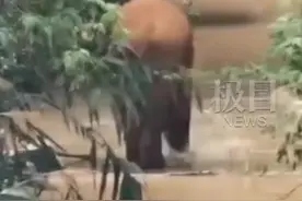 10岁小象独行32天后回家，云南象群向西南迁移，大象会误食毒蘑菇吗？图片