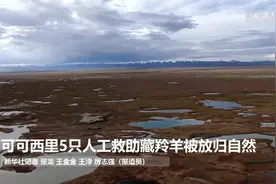 可可西里5只人工救助藏羚羊被放归自然视频封面