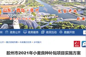 40万亩小麦获补贴590万元 青岛胶州市发放小麦良种补贴图片