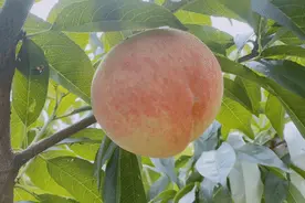 甜蜜多汁、粉嫩可人！佘山水蜜桃上市啦！图片