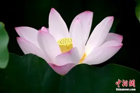 入夏荷花生 赏荷正当时图片