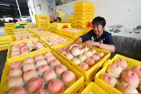“水蜜桃之乡”的甜蜜“密码”图片