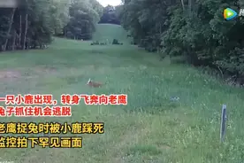 难以置信！现实版“小鹿斑比”为救兔子狂踩老鹰三分钟致死图片