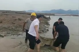 宁波2头海豚搁浅，被放归后再次冲滩视频封面