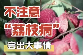 科画丨日啖荔枝三百颗？过量食用荔枝小心得荔枝病！视频封面