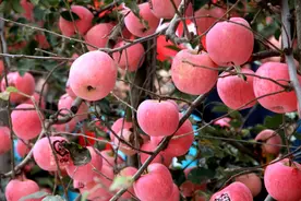 陕西“飞天苹果”上线淘宝买菜，近场社区电商带来农业数字化变革图片