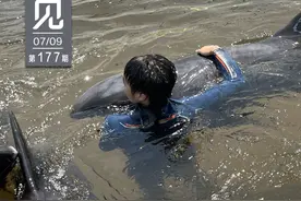 新闻8点见丨搁浅瓜头鲸救援72小时全记录：终将回归自然图片