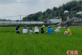 和嫦娥五号去过月球的水稻种子丰收了！啥时候咱们能吃上？图片