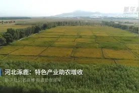 河北涿鹿：特色产业助农增收视频封面