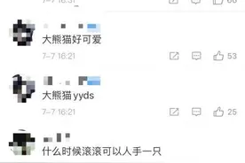 大熊猫被降级，“国宝”怎么了？图片