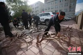 千里追踪 内蒙古破获一起跨省危害珍贵濒危野生动物案图片