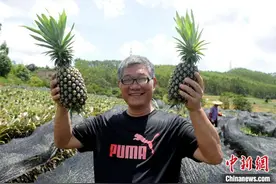 在闽台商成功试种台湾凤梨：扩大规模 喜迎丰收图片