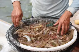 第一网开捕，滨州盐田虾让您忽略对虾线的顾虑图片