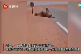 60度高温！阿尔及利亚一骆驼热晕在路边图片