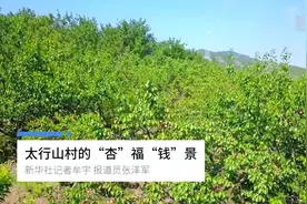 太行山村的“杏”福“钱”景视频封面