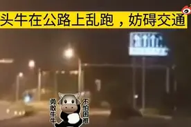 大水牛在路上横冲直撞 合肥民警深夜牵牛吃草两小时找到主人图片