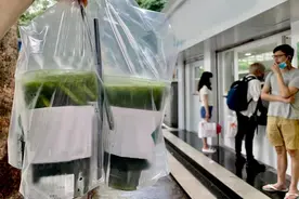 快评丨“泰式茶饮”违法添加食用色素，网红食品监管应加大力度图片