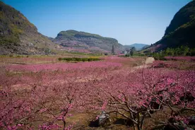昔日石头山成了“花果山”图片