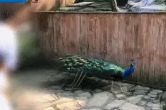 快评｜孔雀被拔毛，景区也该堵住管理漏洞图片