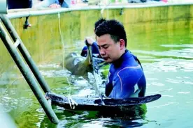 从村民到专家，一场接力“鲸”险大救援——浙江12头“迷路”瓜头鲸生死营救始末图片