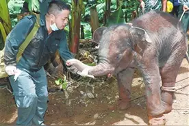 幼象腿部受伤滞留茶叶地中图片