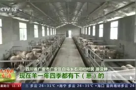湖羊肉怎么这么好吃！跟着羊倌儿看看“羊村”的“巴适”生活图片