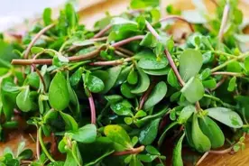 这款喜闻乐见的野菜清热解毒凉血止血图片